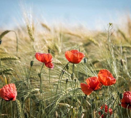 My Journey Through Life: A Personal Blog