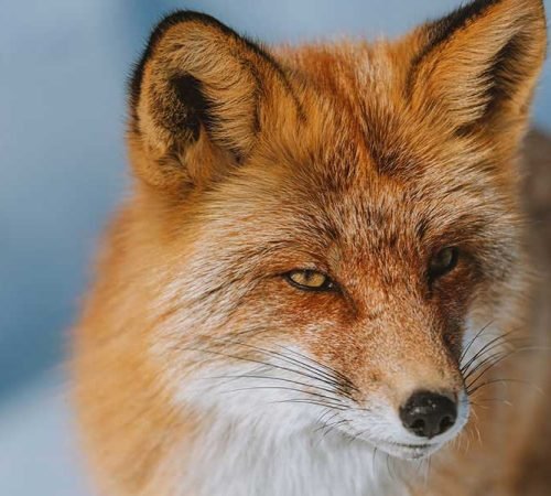 Learning to Embrace My Imperfections